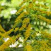 VERGE D'OR qui s'est invitée au jardin et revient chaque année pour faire plaisir aux insectes butineurs. La verge d'or, une plante médicinale aux multiples bienfaits. LISE JALOUX